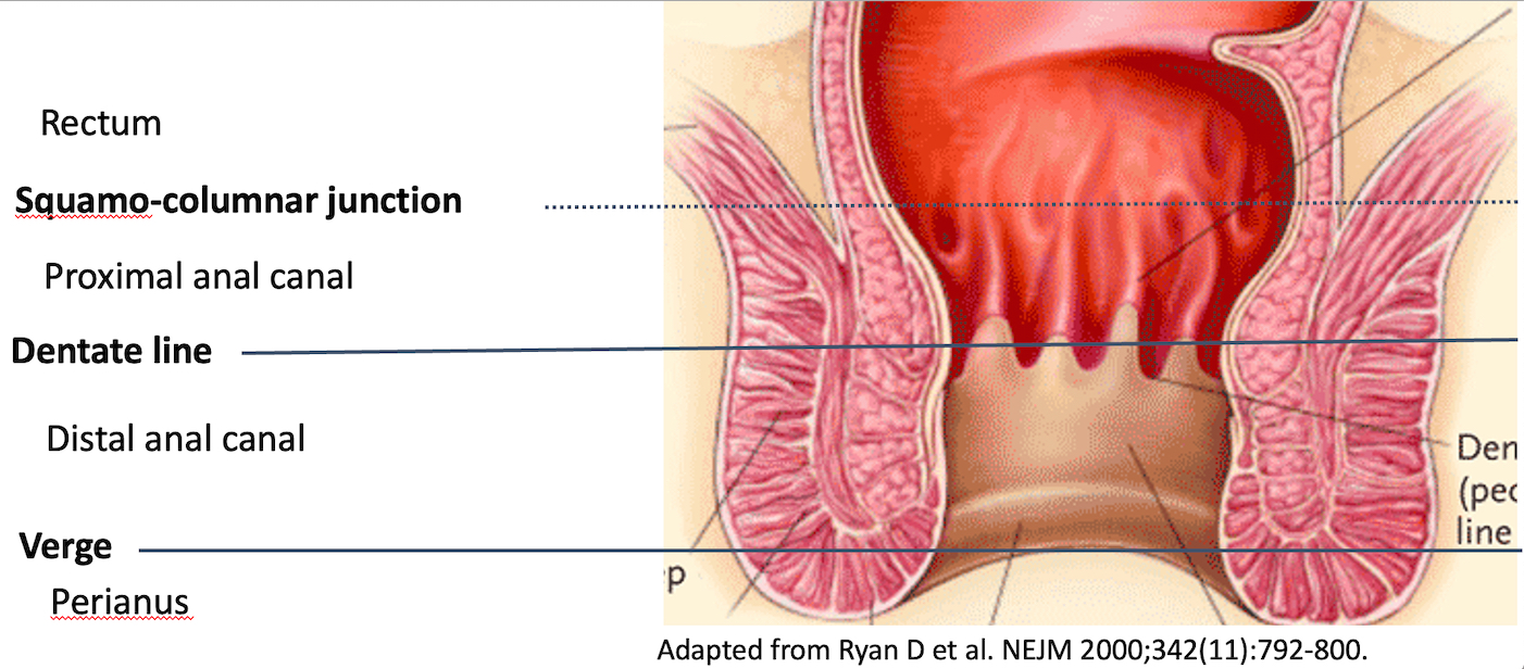 Scientific rendering of anal anatory